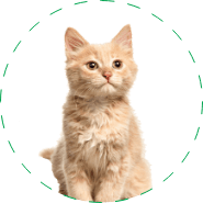 Pet Stain odor removal