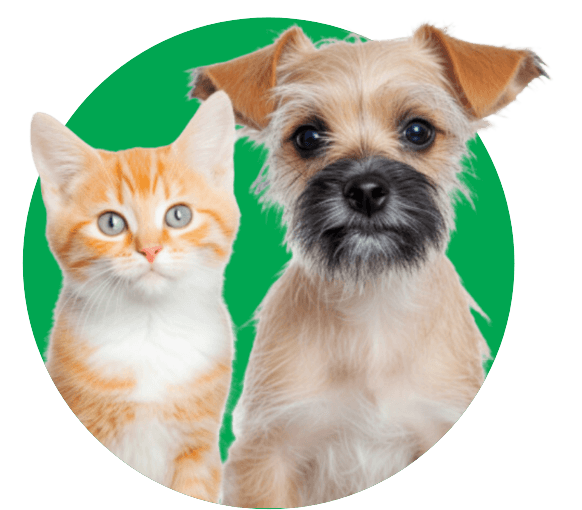 Pet Stain odor removal