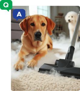 Pet Stain odor removal