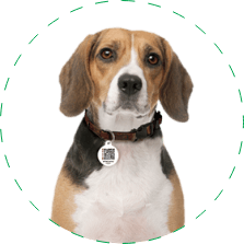 Pet Stain odor removal