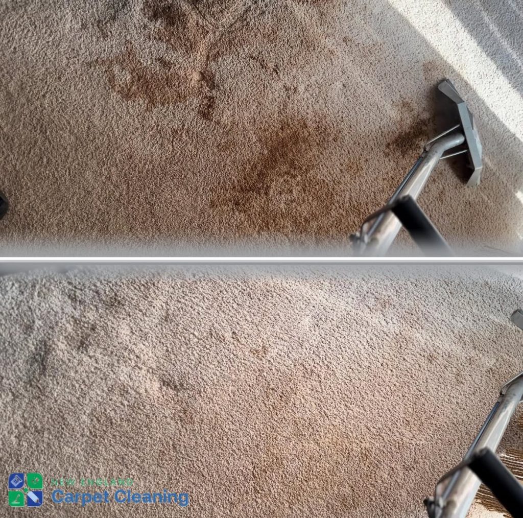 professional carpet cleaning ma